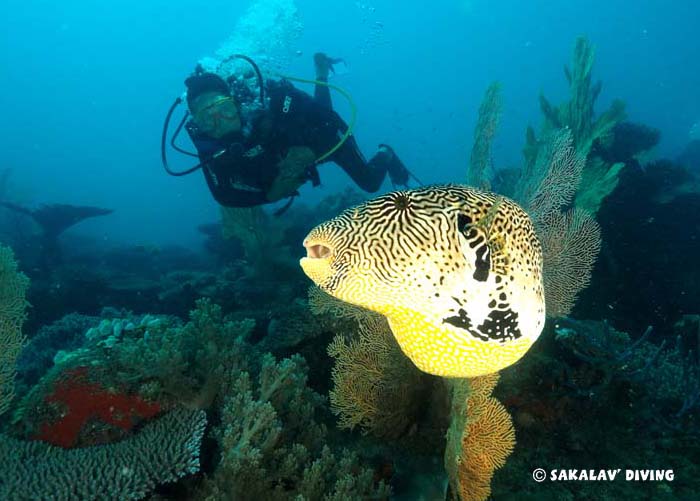 diving courses in Madagascar